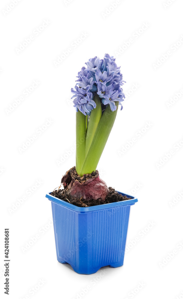 Beautiful blooming hyacinth plant on white background