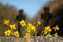 Daffodils Growing On Church Wall With Defocused Churchyard In Background In Spring
