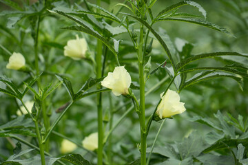 Okra plant growing in home garden in Asia,
nature concept with sunset warm light, agriculture industry, Lady finger farming