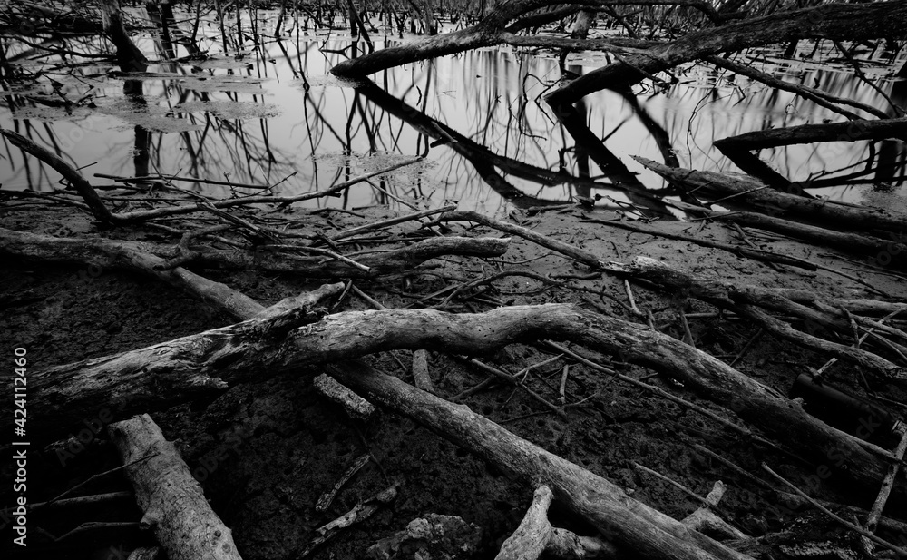 Dead tree in degraded mangrove forest. Environmental crisis from crimate change, pollution, sedimentation. Degradation and destruction of mangrove forest. Coastal crisis. Dark background for death. - obrazy, fototapety, plakaty 