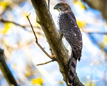 Coopers Hawk After Missing It's Prey