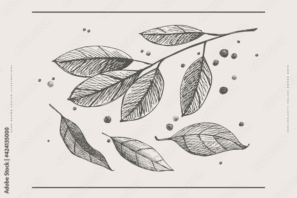 Hand-drawn leaves, a branch of laurel and peppercorns on a light isolated background. A set of spices for cooking. Organic food concept. Vector illustration. - obrazy, fototapety, plakaty 