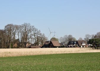 forest and windmills
