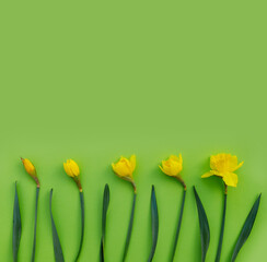 Wall Mural - Flowers composition. Pattern made of yellow narcissus with leaves on green paper background. Flat lay, top view, copy space concept.