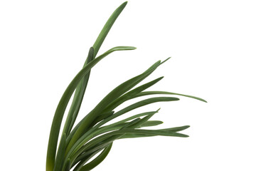 Wall Mural - green onion isolated