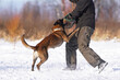 Angry Belgian Shepherd dog Malinois attacking the decoy helper biting a special soft sleeve during the protection training time outdoors in winter