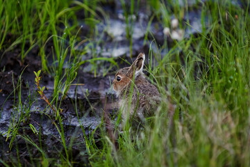 little hare (Lepus timidus). A small wild hare is hiding among the grass in the tundra. Lonely baby animal in the wild. Defenseless bunny. Wildlife of the Arctic. Chukotka, Siberia, Far North Russia.