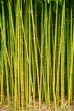 Fototapeta Dziecięca - Bamboo Forest ,Green Stems and Leaves.
