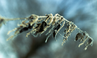 frost on the leaves
