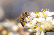 Honey bee collecting bee pollen from white blossom. Bee collecting honey.