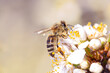 Honey bee collecting bee pollen from white blossom. Bee collecting honey.