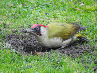 Wall Mural - Green woodpecker on the ground