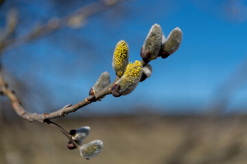 Canvas Print - Blooming tree - Spring Time