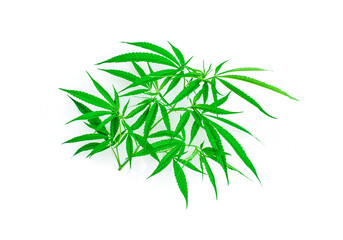  Cannabis, marijuana isolated on the white Background