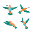 Cute hummingbird set. Vector watercolor illustration of small tropical birds.