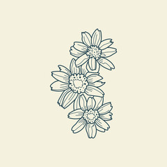 Wall Mural - Wildflower Botanical logo outline drawing. Minimal floral vintage style. Doodle plant vector illustration. Pure nature organic brush. Line drawing. Botanical floral badge. Eco product emblem.