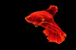 © kaew6566 - Halfmoon Betta fighting fish in Thailand on isolated black background. The moving moment beautiful of red Siamese betta fish with copy space.