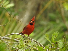 Cardinal On A Branch Sanibel
