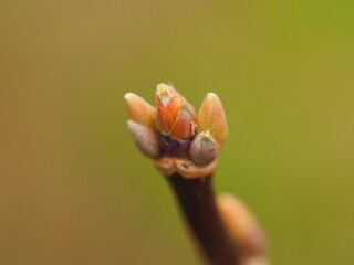 Sticker - bud of a flower