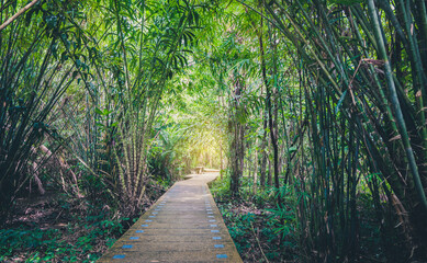 Wall Mural - athway through tropical green plants,tha pom,krabi ,thailand.