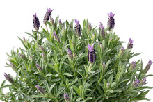 Topped Lavender Plant Growing In Spring Time Close Up On White Background
