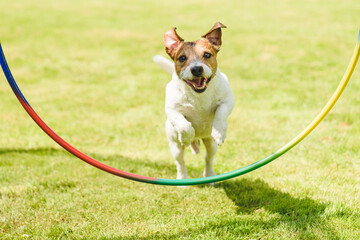 Happy dog having workout practise and obedience training outdoor on sunny summer day