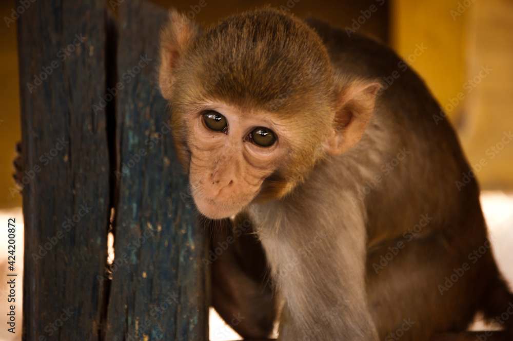 Monkey Mt Popa Myanmar - obrazy, fototapety, plakaty 