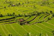 Tirta gangga Bali Indonesia Rice fields