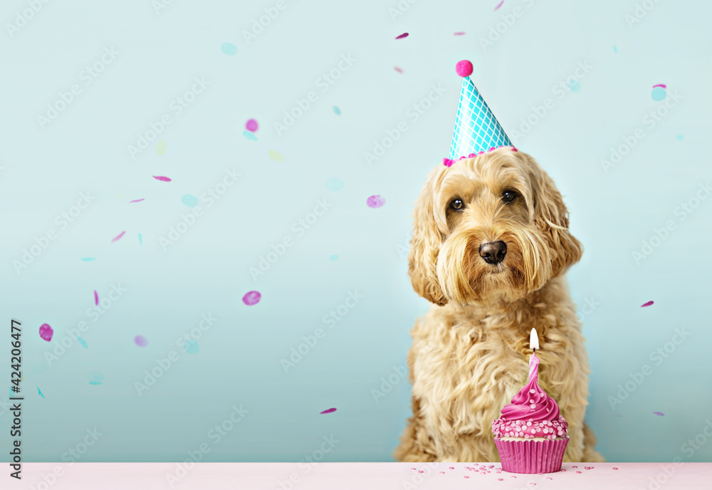 Dog with birthday cake and confetti - obrazy, fototapety, plakaty 