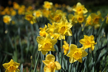 Bright Yellow Daffodils 'Dutch Master'  In Flower A Sunny Day