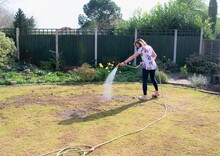 Woman Watering A Newly Seeded Lawn, Recently Damaged By Chaffer Grubs.