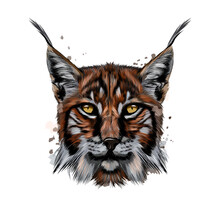 Lynx Head Portrait From A Splash Of Watercolor, Colored Drawing, Realistic. Vector Illustration Of Paints
