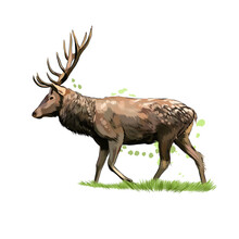 Red Deer From A Splash Of Watercolor, Colored Drawing, Realistic. Vector Illustration Of Paints