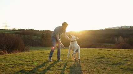 Wall Mural - Happy young man walking with old dog on meadow. Pet owner playing with his labrador retriever at beautiful sunset.