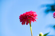 © PixlMakr - Vivid beautiful pink flower against blue sky