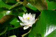© PixlMakr - Shot of beautiful white water lily