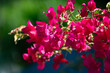 © PixlMakr - Beautiful shot of small pink blossoms
