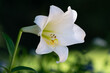 © PixlMakr - Beautiful shot of a large white amaryllis blossom