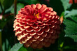 © PixlMakr - Growing red dahlia flower in garden
