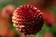 © PixlMakr - Growing red dahlia flower in garden