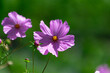 © PixlMakr - Beautiful pink cosmos flower in the garden