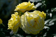 © PixlMakr - Yellow rose in the garden