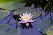 © PixlMakr - Shot of beautiful pink water lily