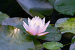 © PixlMakr - Shot of beautiful pink water lily