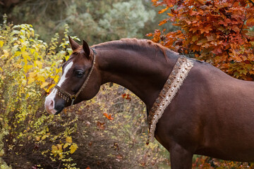 Wall Mural - Beautiful chestnut arabian horse on natural background, portrait closeup