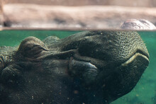 Slumbering Hippo