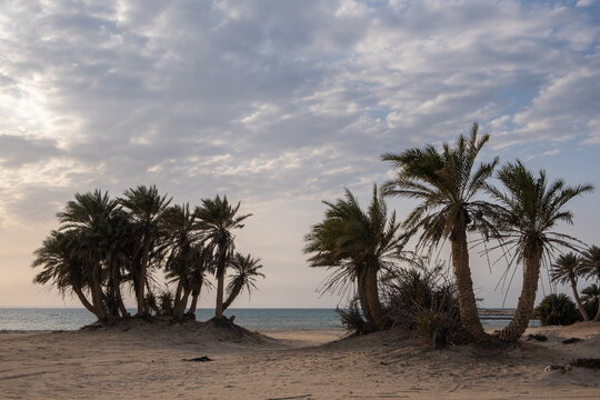Wall Mural - Umm Bab Beach in Al Shahaniya, Qatar. Also known as 'Palm Tree Beach' 