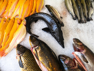 Royal fish: trout, rainbow trout, sturgeon. The fish platter is spread out on small pieces of ice.