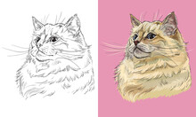 Vector Illustration Portrait Of Cute Ragdoll Cat