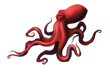 Octopus red large with long tentacles and suckers illustration realism isolate.